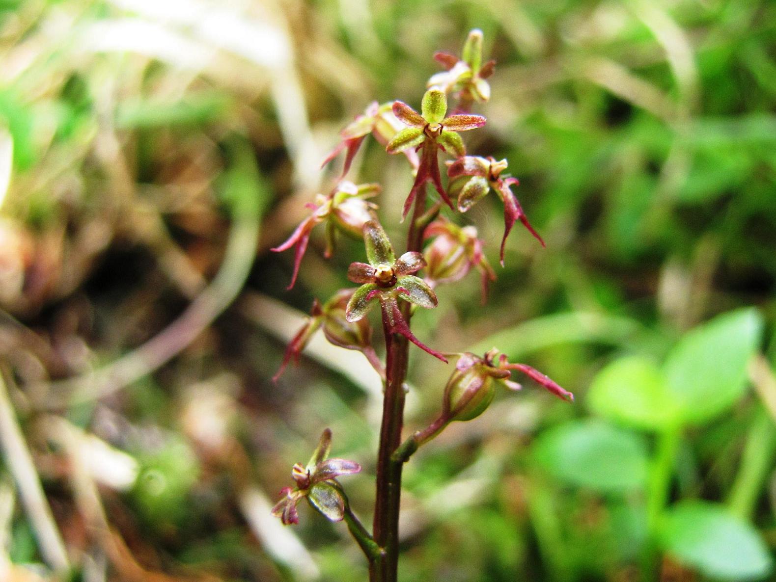 Neottia cordata